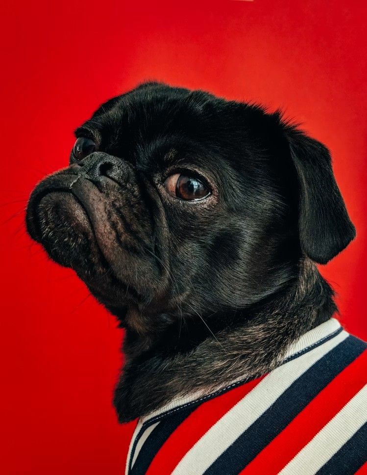 Carlin noir sur un fond rouge vif