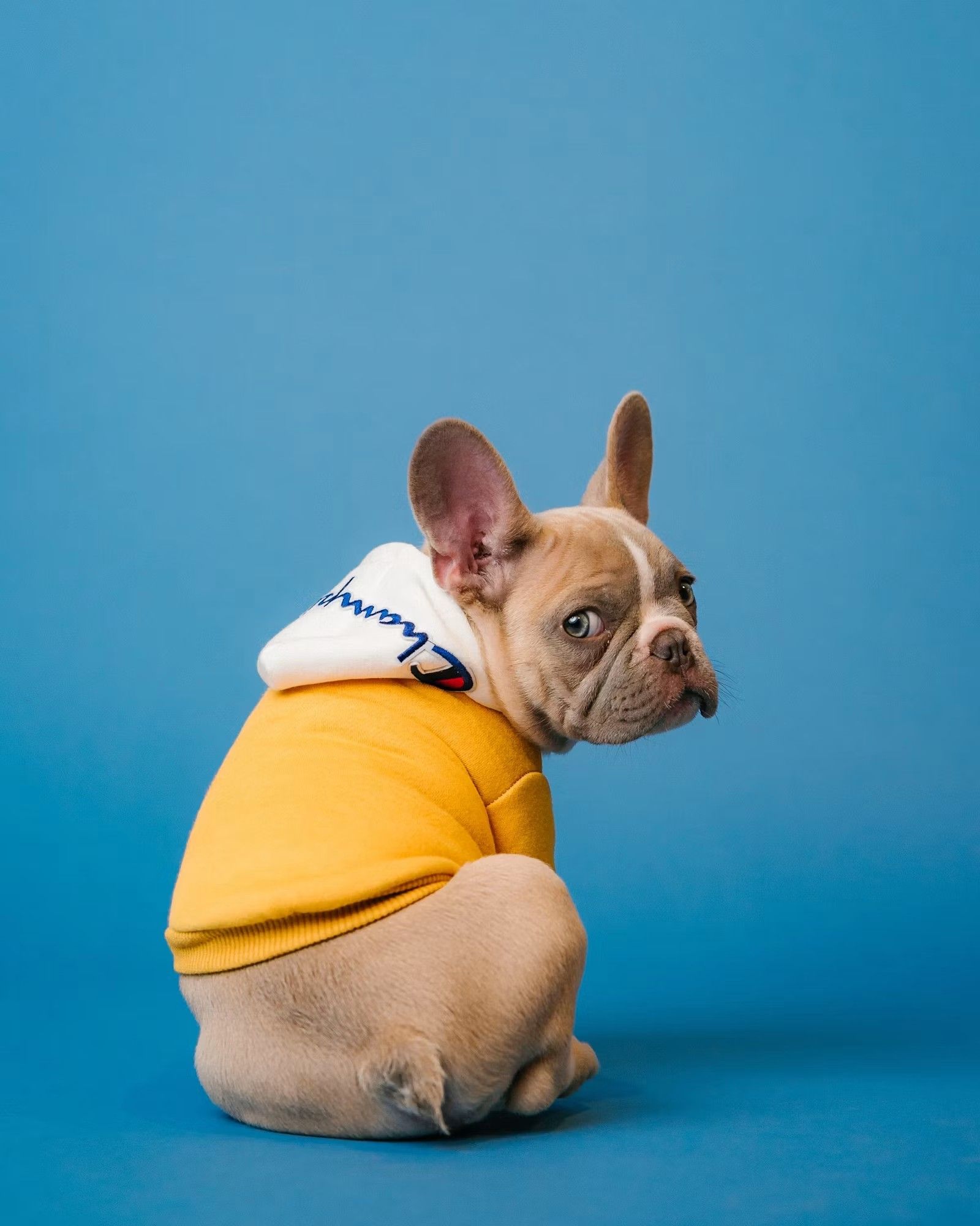 Chien portant une tenue jaune