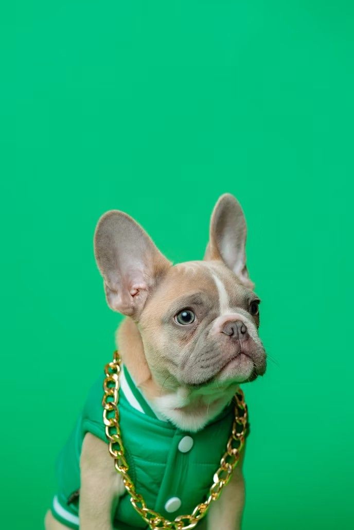 Bouledogue français sur un fond vert