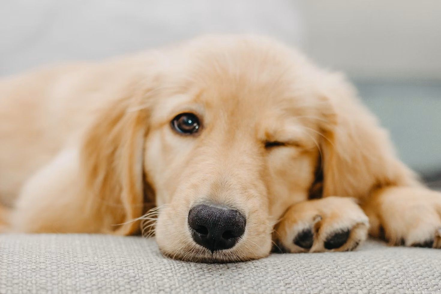 Jeune golden retriever faisant un clin d'œil